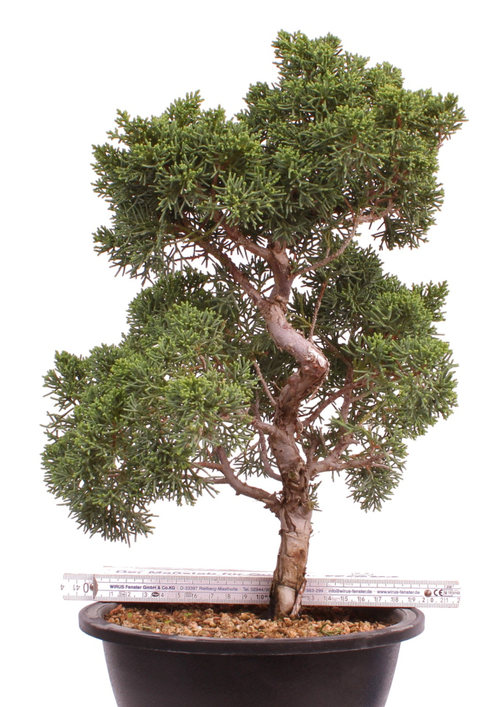 Preview: Bonsai - Juniperus chinensis 'Kyushu', Chinesischer Wacholder 224/103