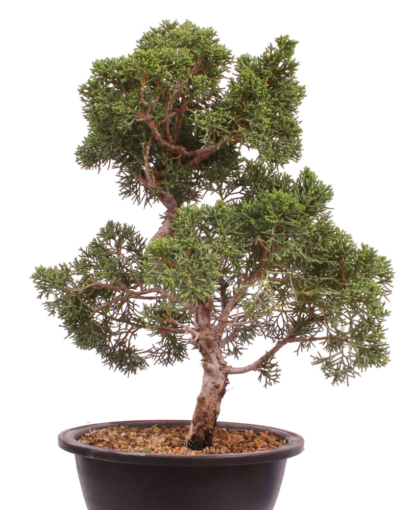 Preview: Bonsai - Juniperus chinensis 'Kyushu', Chinesischer Wacholder 224/103