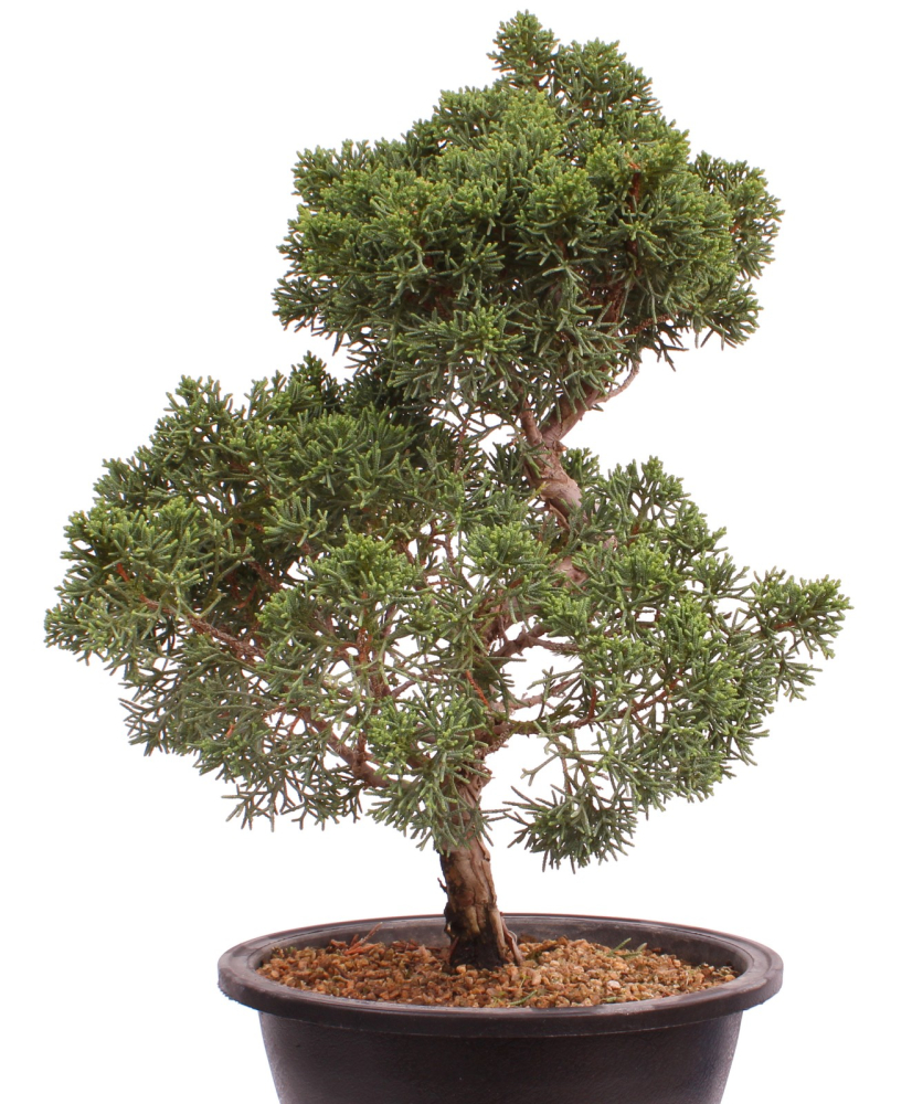 Bonsai - Juniperus chinensis 'Kyushu', Chinesischer Wacholder 224/103