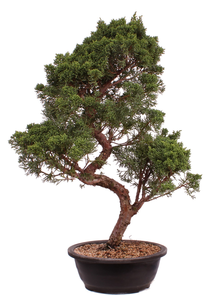 Bonsai - Juniperus chinensis 'Kyushu', Chinesischer Wacholder 224/105