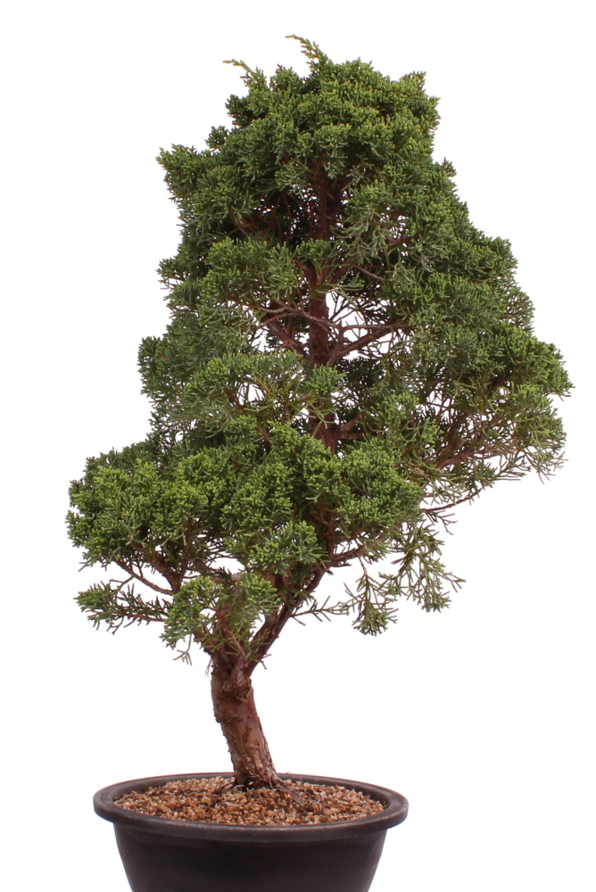Preview: Bonsai - Juniperus chinensis 'Kyushu', Chinesischer Wacholder 224/105