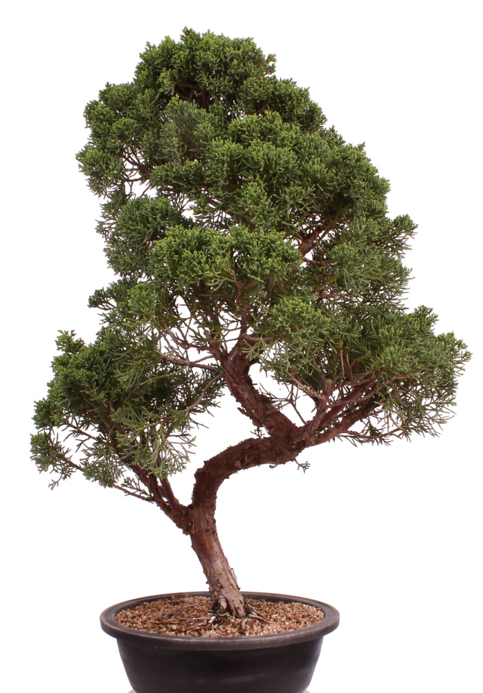 Preview: Bonsai - Juniperus chinensis 'Kyushu', Chinesischer Wacholder 224/105