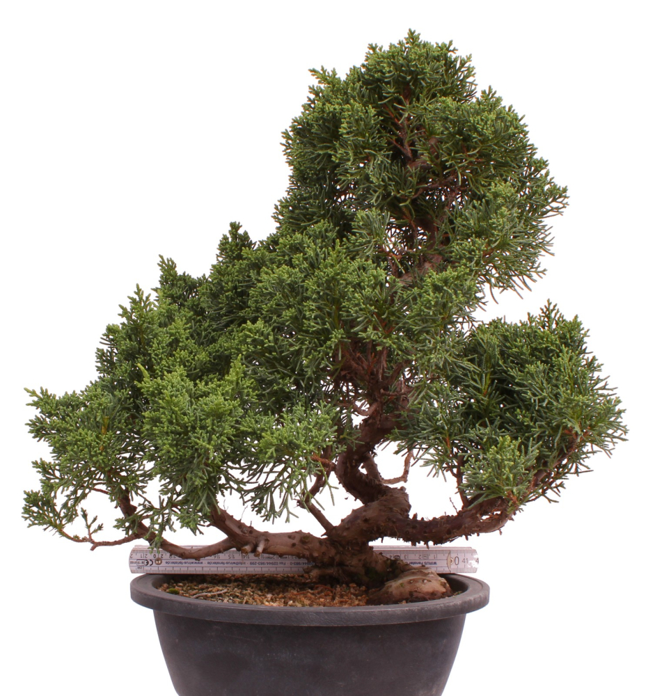 Preview: Bonsai - Juniperus chinensis 'Kyushu', Chinesischer Wacholder 224/108