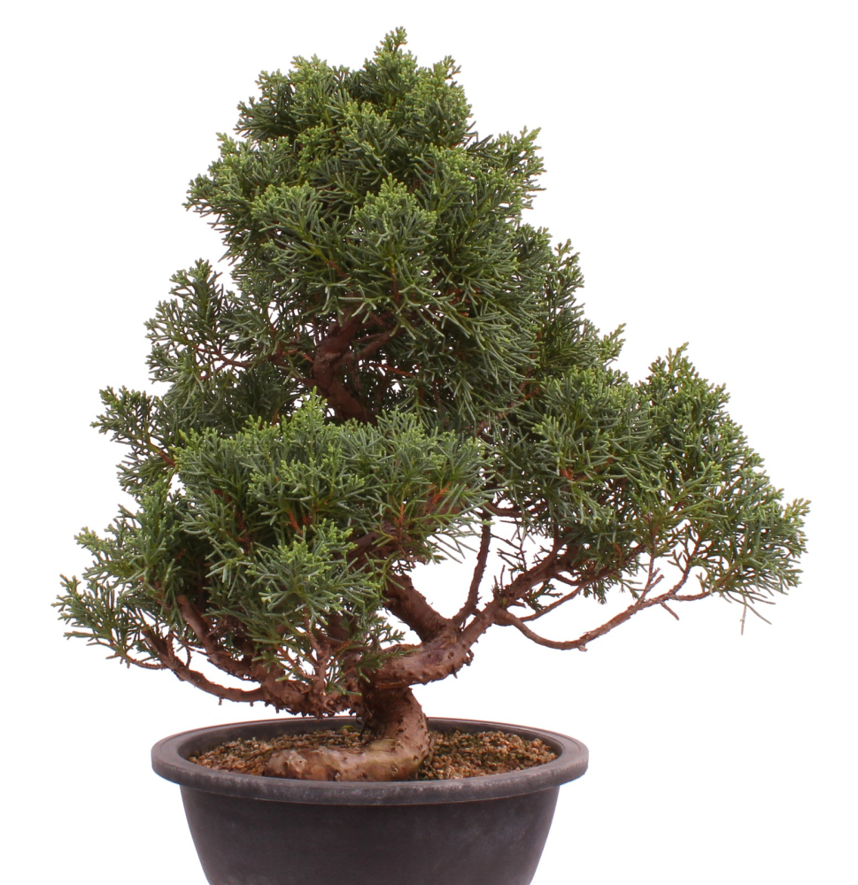 Preview: Bonsai - Juniperus chinensis 'Kyushu', Chinesischer Wacholder 224/108