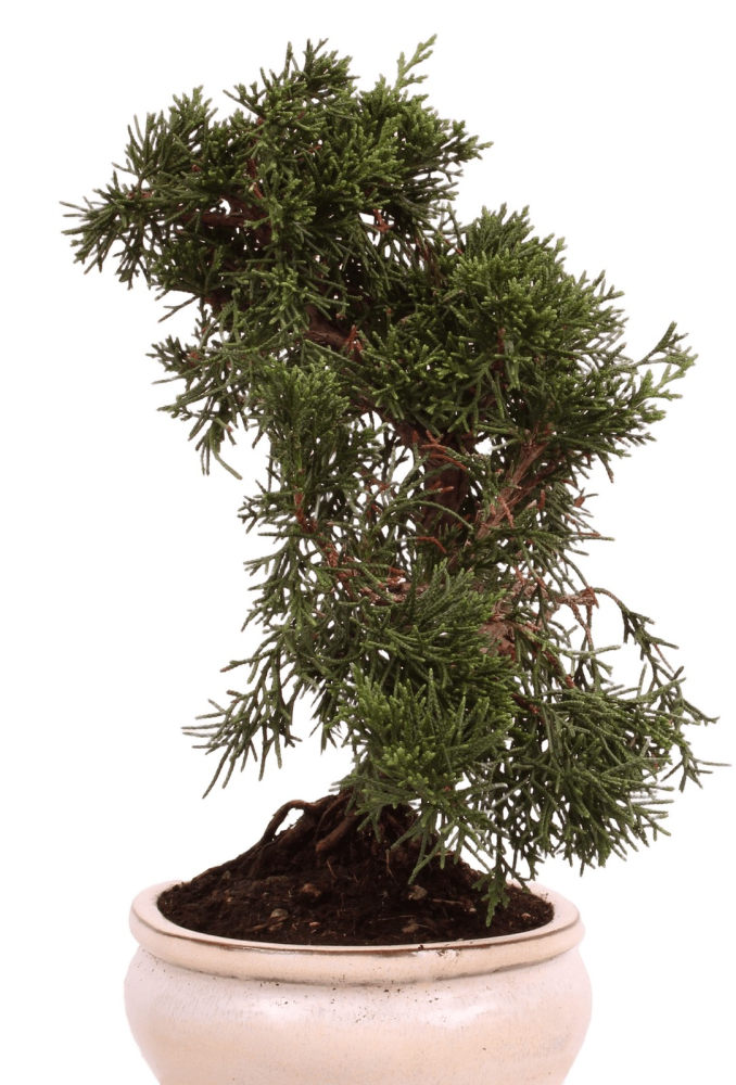 Preview: Bonsai - Juniperus chinensis 'Kyushu', Chinesischer Wacholder 224/67