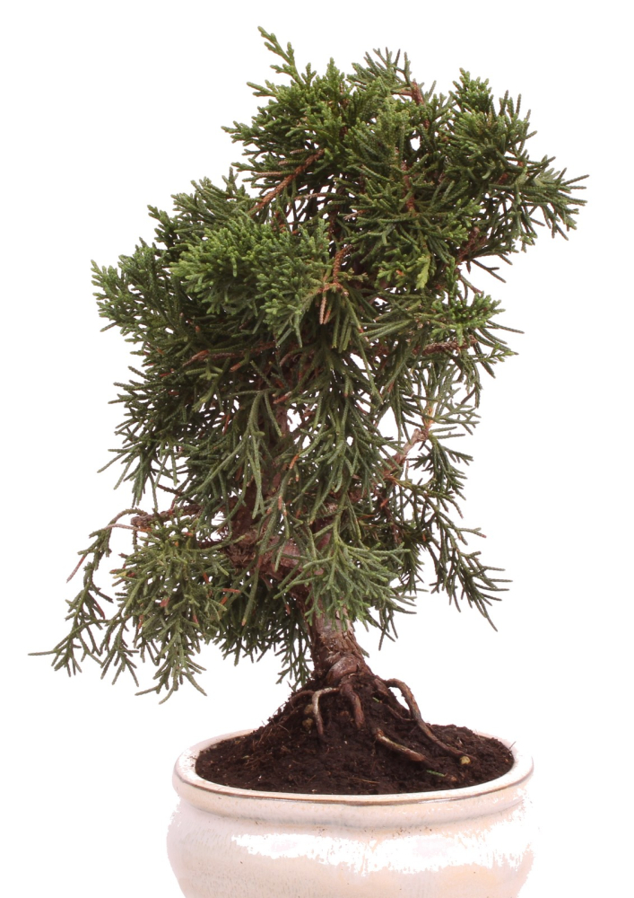 Preview: Bonsai - Juniperus chinensis 'Kyushu', Chinesischer Wacholder 224/67