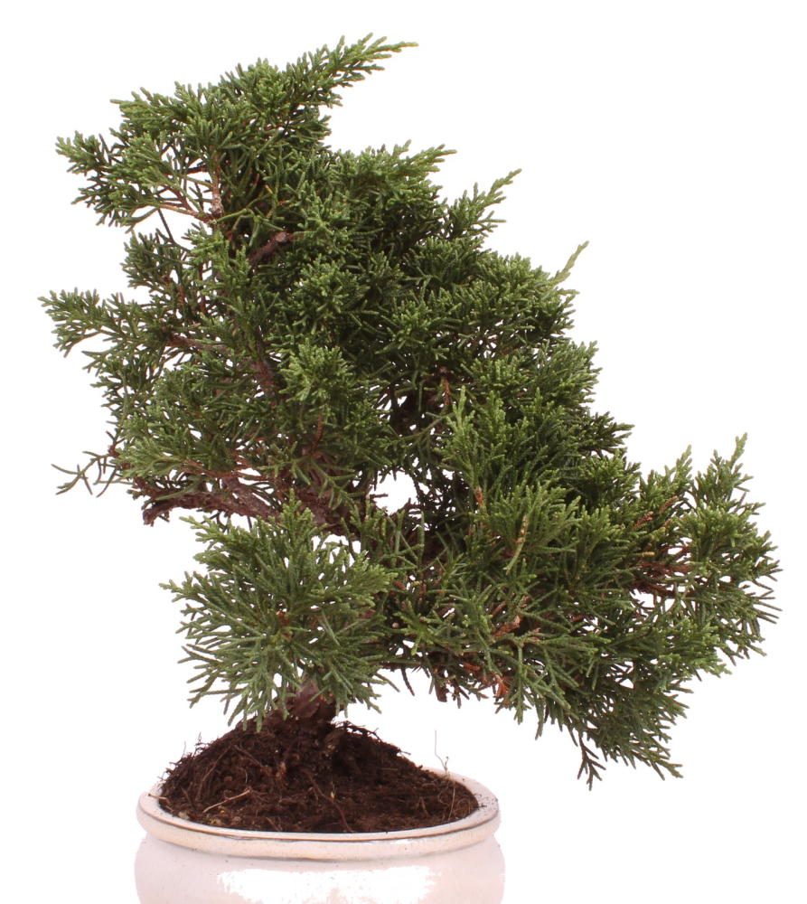 Preview: Bonsai - Juniperus chinensis 'Kyushu', Chinesischer Wacholder 224/69