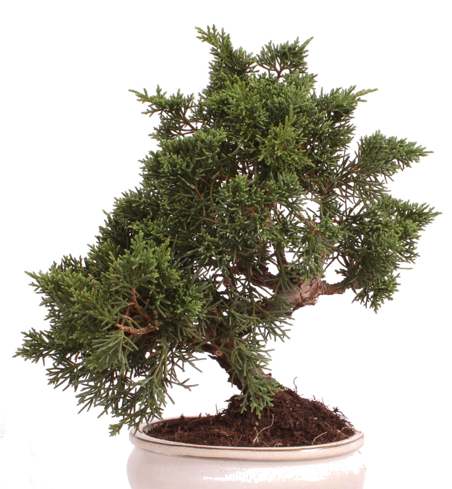 Preview: Bonsai - Juniperus chinensis 'Kyushu', Chinesischer Wacholder 224/69