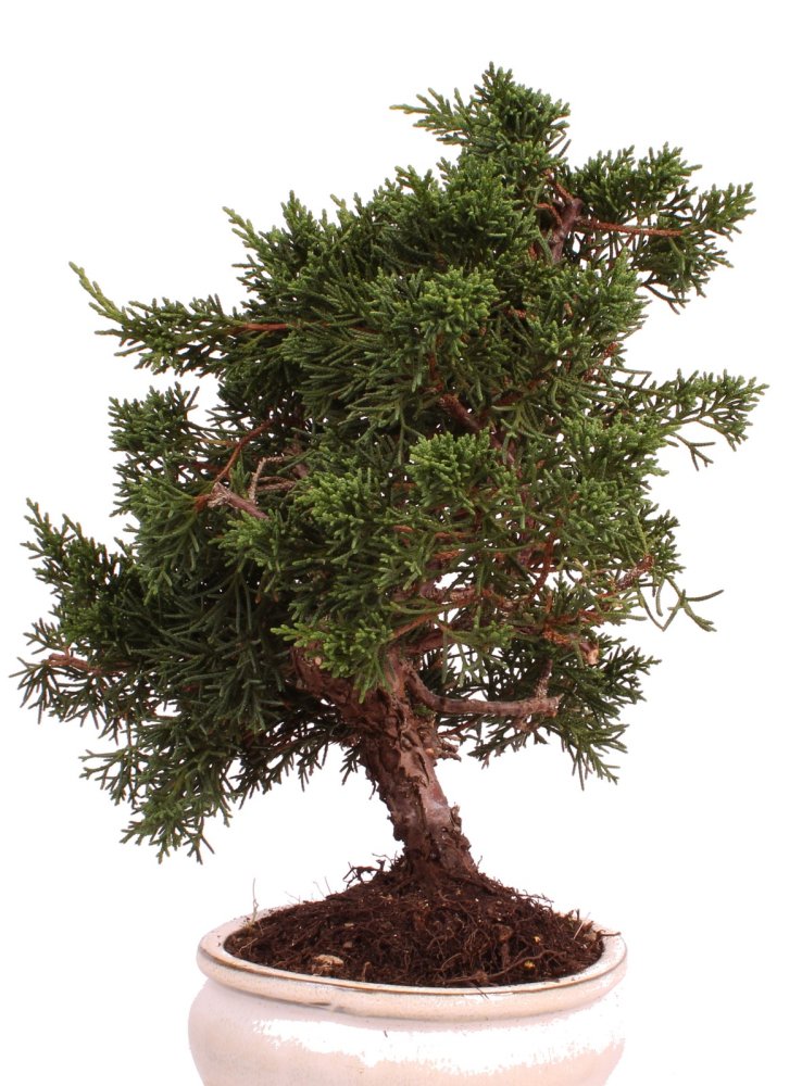 Preview: Bonsai - Juniperus chinensis 'Kyushu', Chinesischer Wacholder 224/69