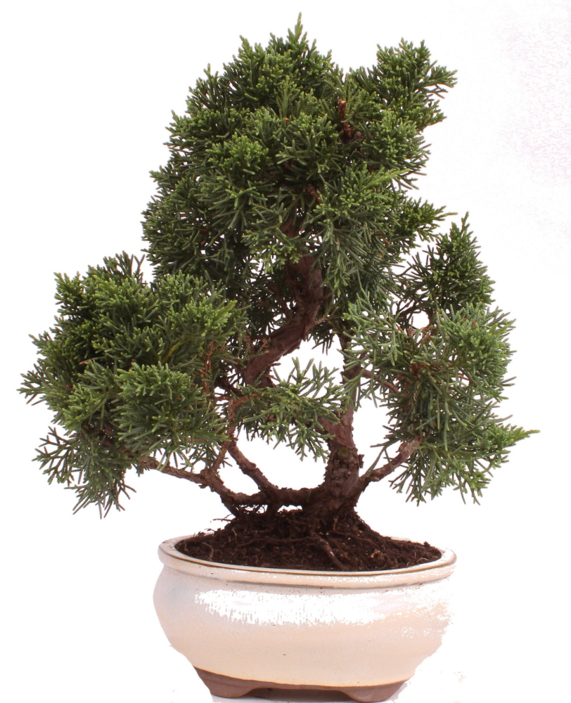 Bonsai - Juniperus chinensis 'Kyushu', Chinesischer Wacholder 224/71
