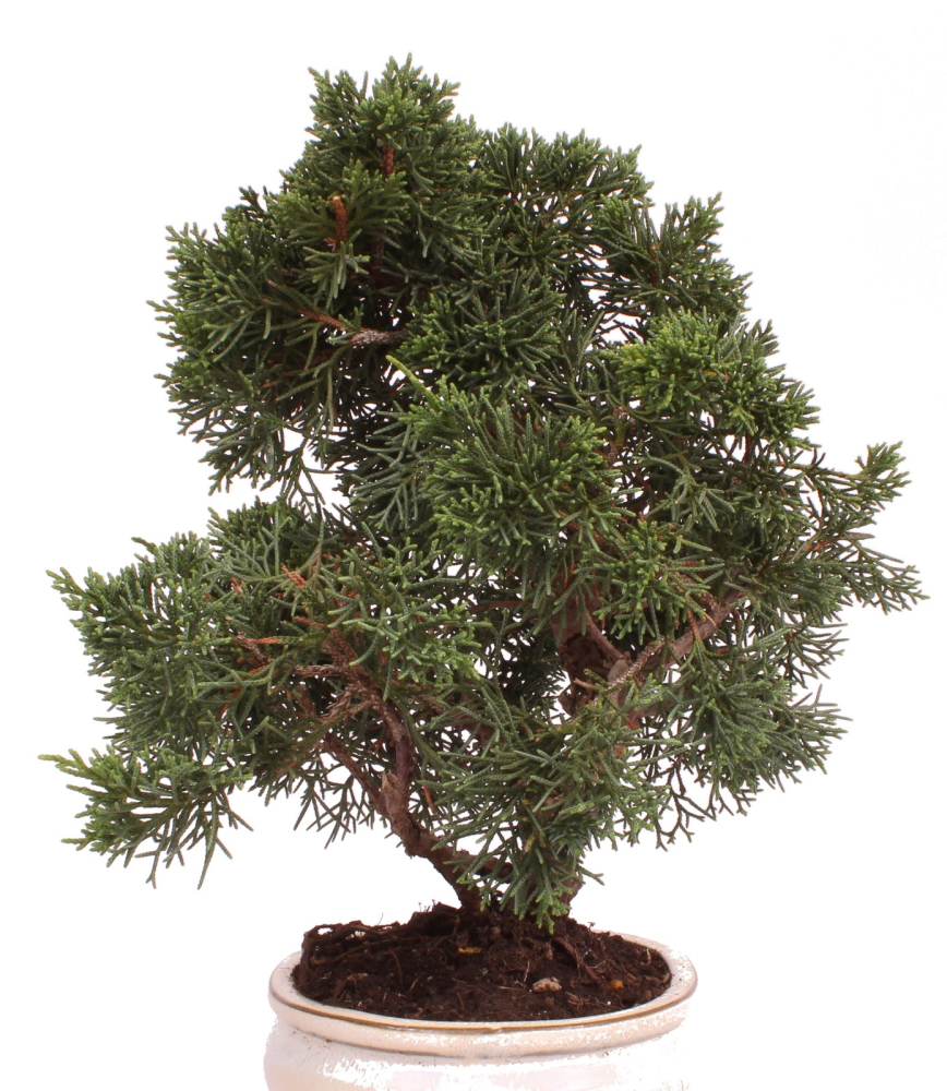 Preview: Bonsai - Juniperus chinensis 'Kyushu', Chinesischer Wacholder 224/71