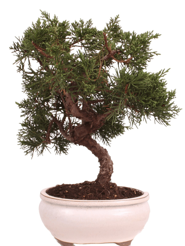 Bonsai - Juniperus chinensis 'Kyushu', Chinesischer Wacholder 224/72