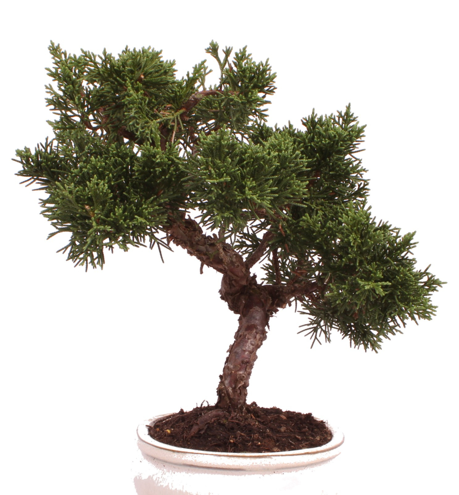 Preview: Bonsai - Juniperus chinensis 'Kyushu', Chinesischer Wacholder 224/72
