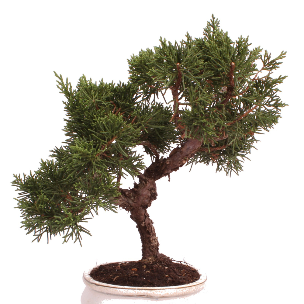 Preview: Bonsai - Juniperus chinensis 'Kyushu', Chinesischer Wacholder 224/72