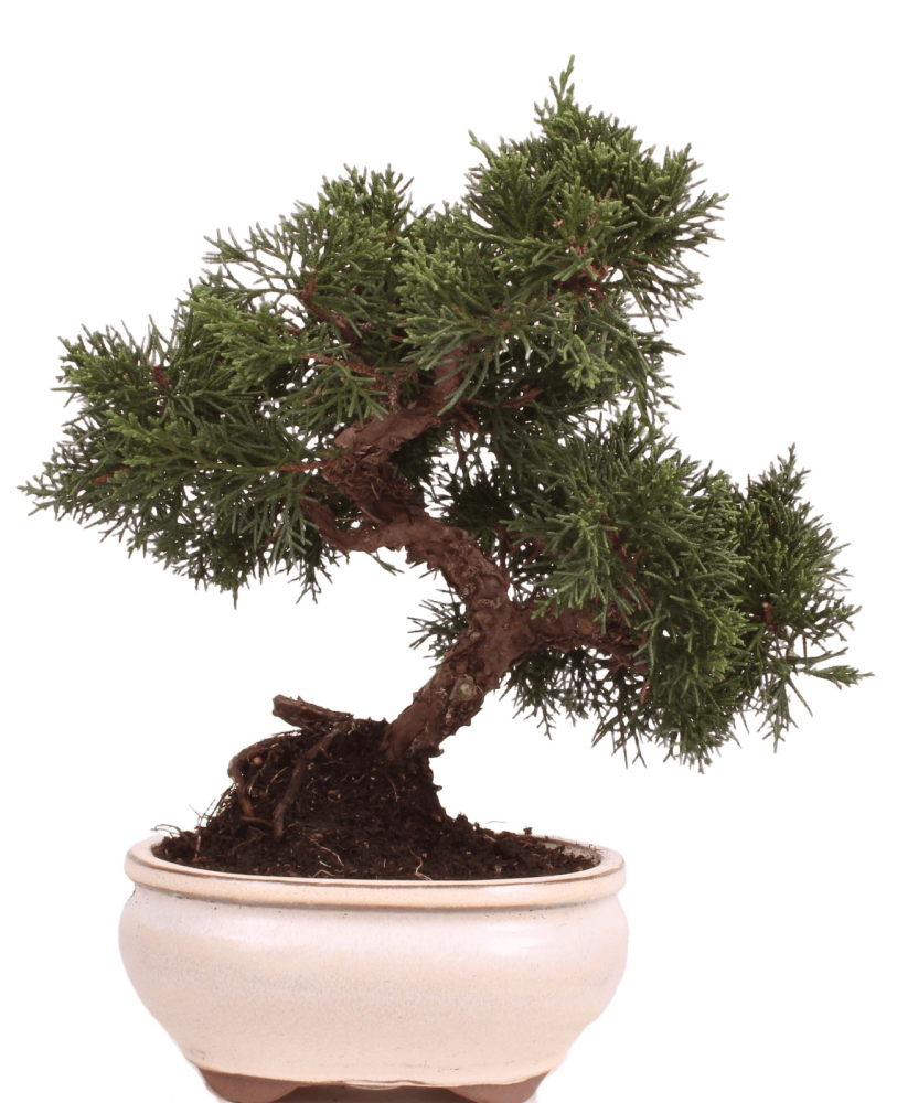 Bonsai - Juniperus chinensis 'Kyushu', Chinesischer Wacholder 224/73