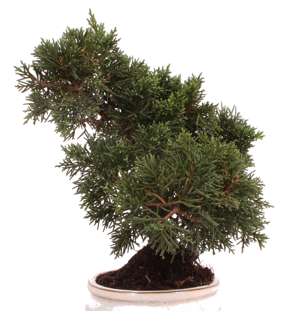 Preview: Bonsai - Juniperus chinensis 'Kyushu', Chinesischer Wacholder 224/73