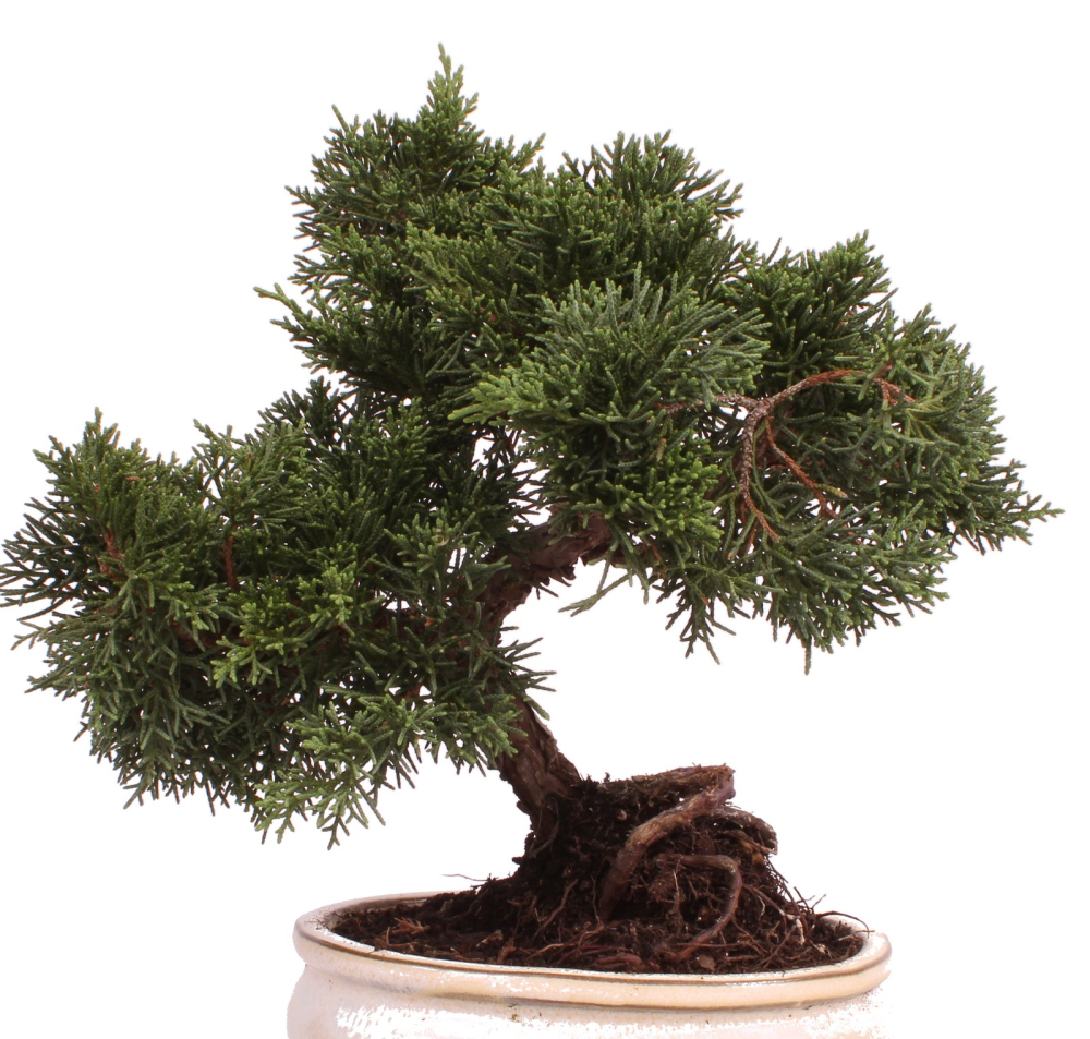 Preview: Bonsai - Juniperus chinensis 'Kyushu', Chinesischer Wacholder 224/73