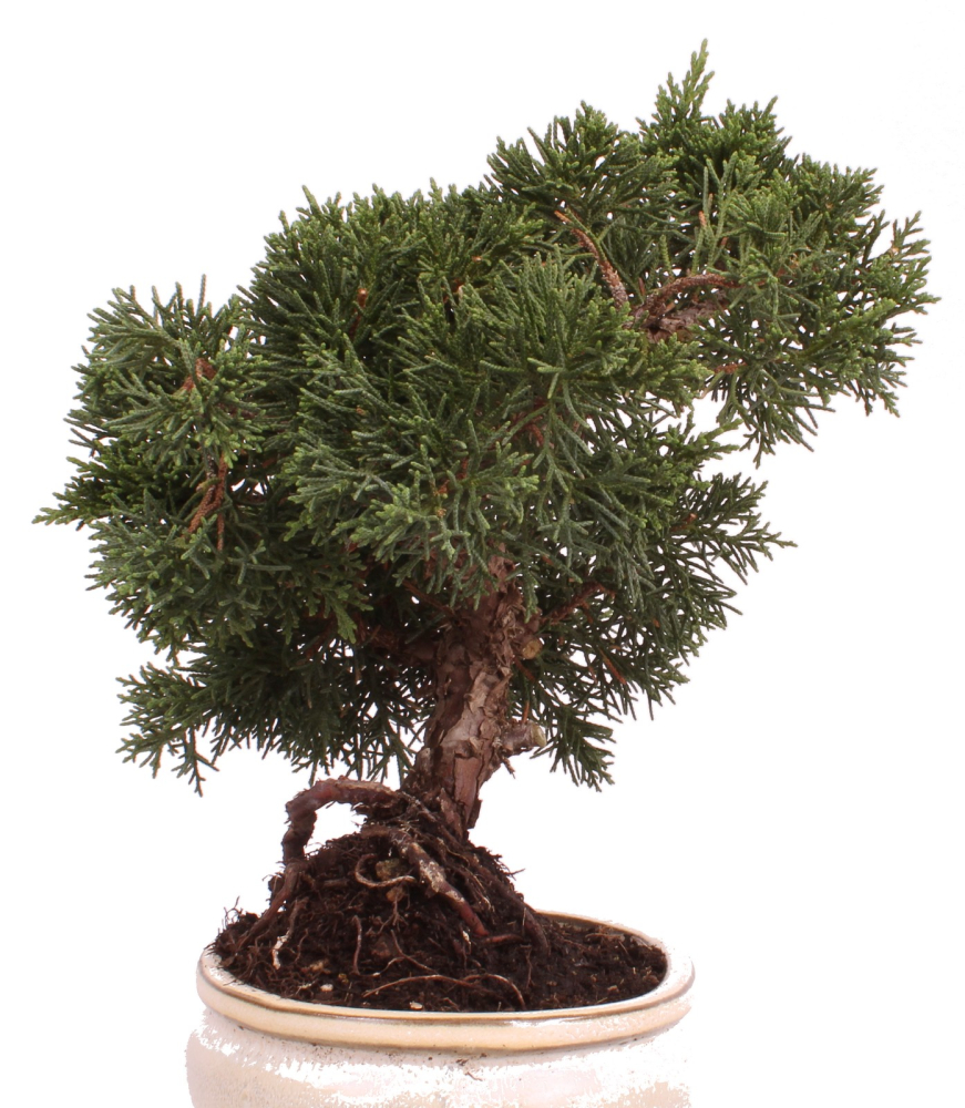 Preview: Bonsai - Juniperus chinensis 'Kyushu', Chinesischer Wacholder 224/73