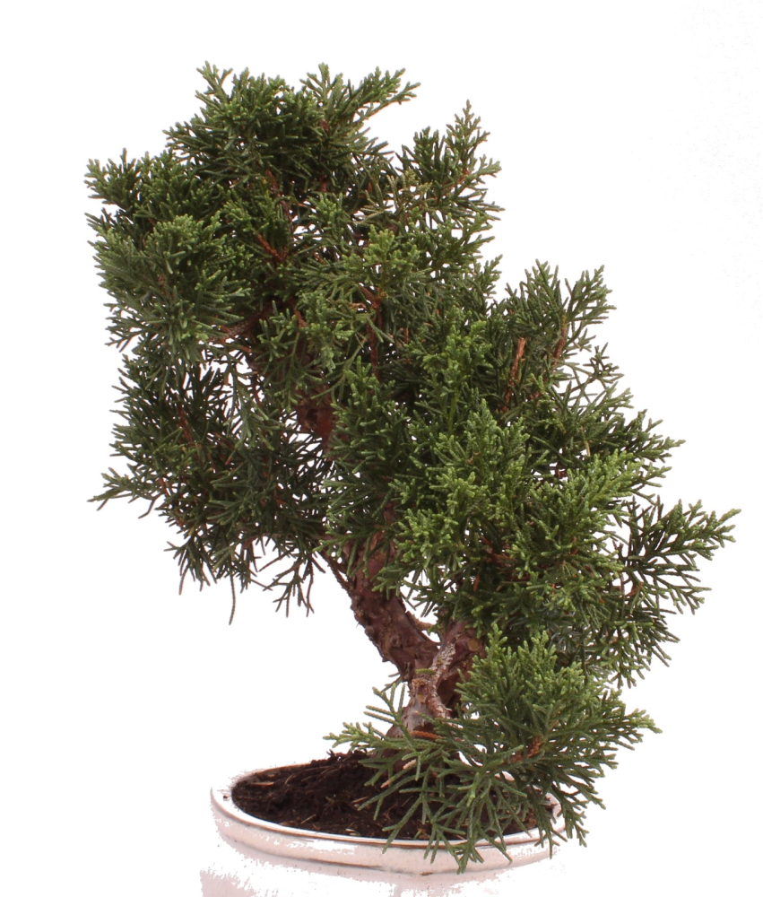 Preview: Bonsai - Juniperus chinensis 'Kyushu', Chinesischer Wacholder 224/74