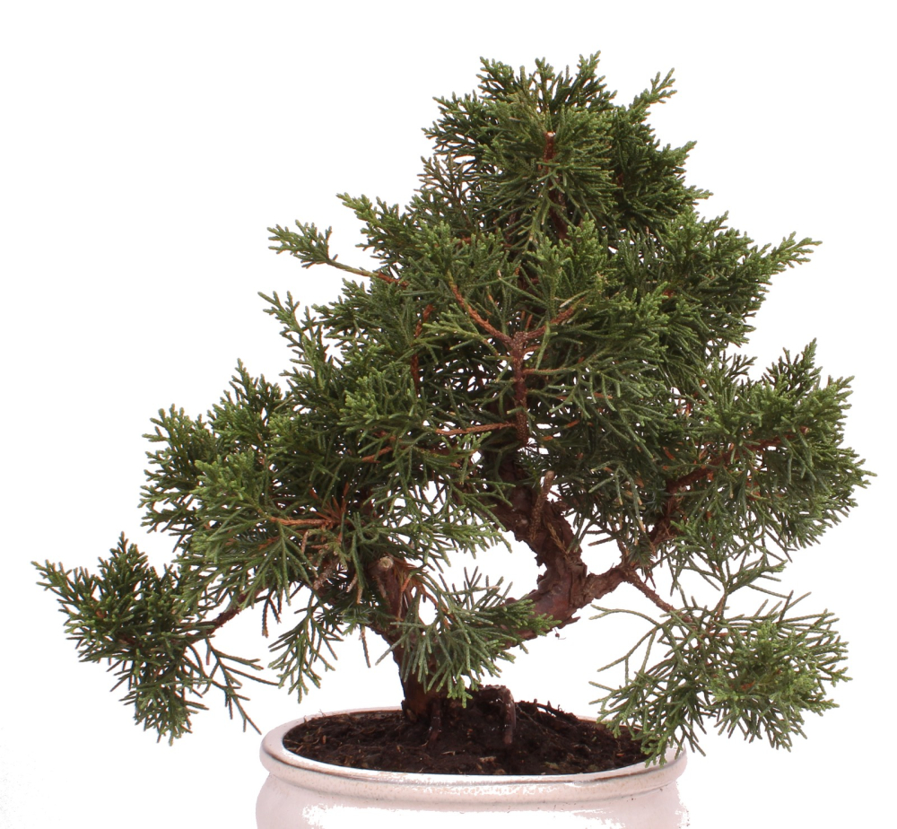 Preview: Bonsai - Juniperus chinensis 'Kyushu', Chinesischer Wacholder 224/74