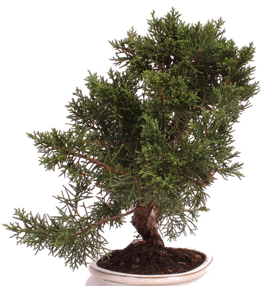 Preview: Bonsai - Juniperus chinensis 'Kyushu', Chinesischer Wacholder 224/74