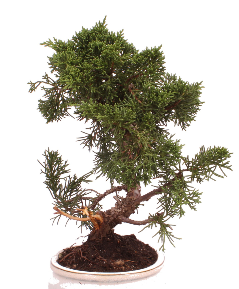 Preview: Bonsai - Juniperus chinensis 'Kyushu', Chinesischer Wacholder 224/76