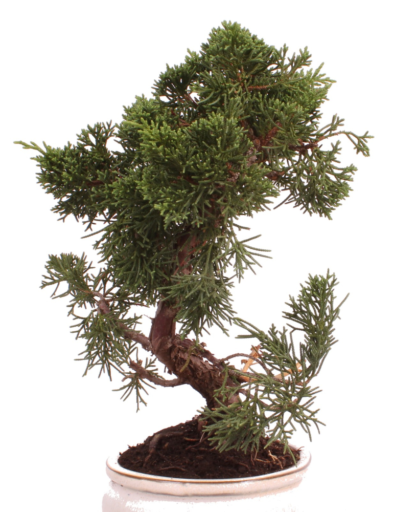 Preview: Bonsai - Juniperus chinensis 'Kyushu', Chinesischer Wacholder 224/76