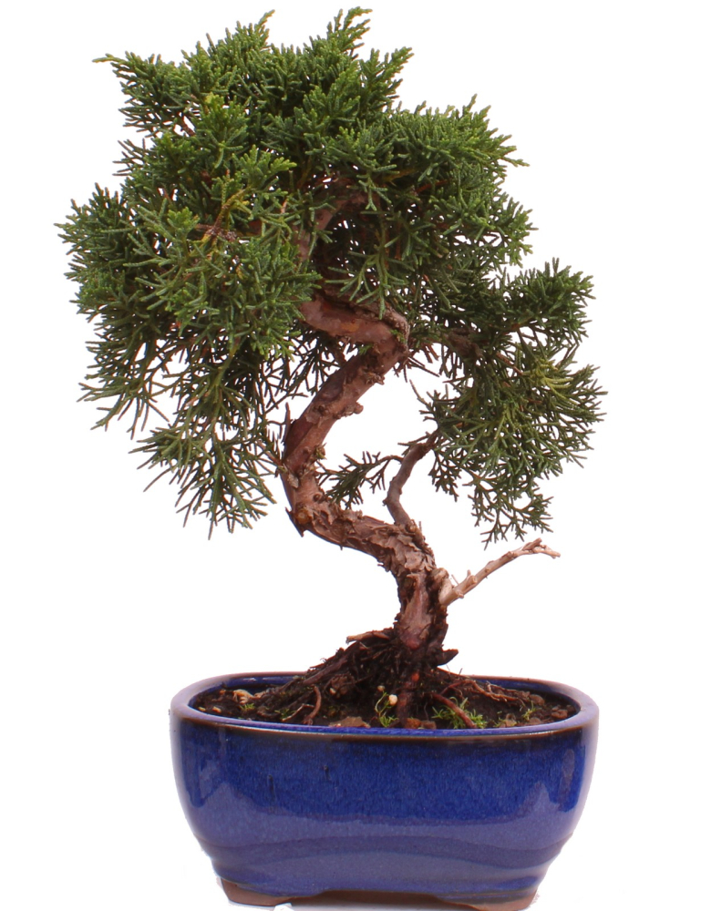 Bonsai - Juniperus chinensis 'Kyushu', Chinesischer Wacholder 224/76