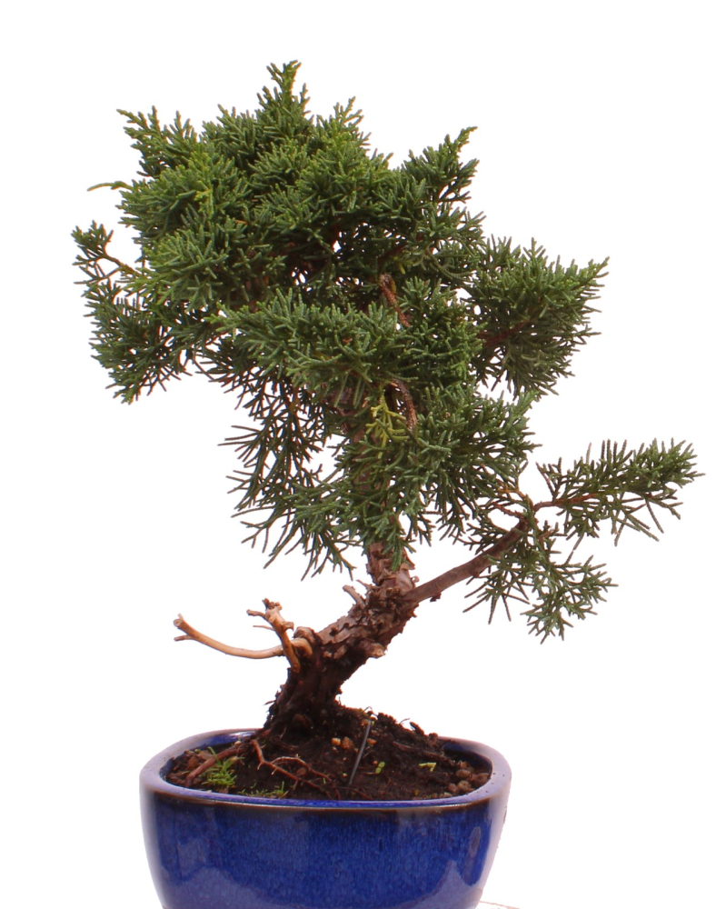 Preview: Bonsai - Juniperus chinensis 'Kyushu', Chinesischer Wacholder 224/76