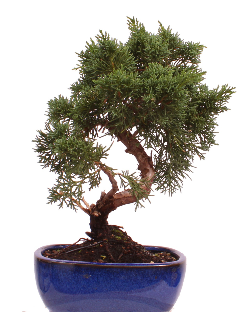 Preview: Bonsai - Juniperus chinensis 'Kyushu', Chinesischer Wacholder 224/76
