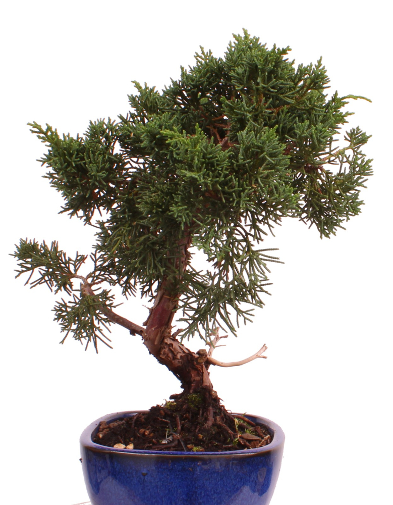 Preview: Bonsai - Juniperus chinensis 'Kyushu', Chinesischer Wacholder 224/76