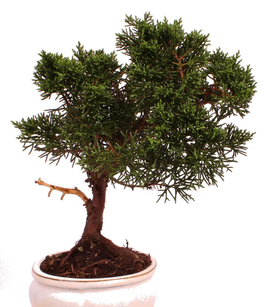 Preview: Bonsai - Juniperus chinensis 'Kyushu', Chinesischer Wacholder 224/77