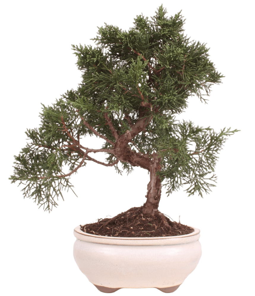 Bonsai - Juniperus chinensis 'Kyushu', Chinesischer Wacholder 224/78