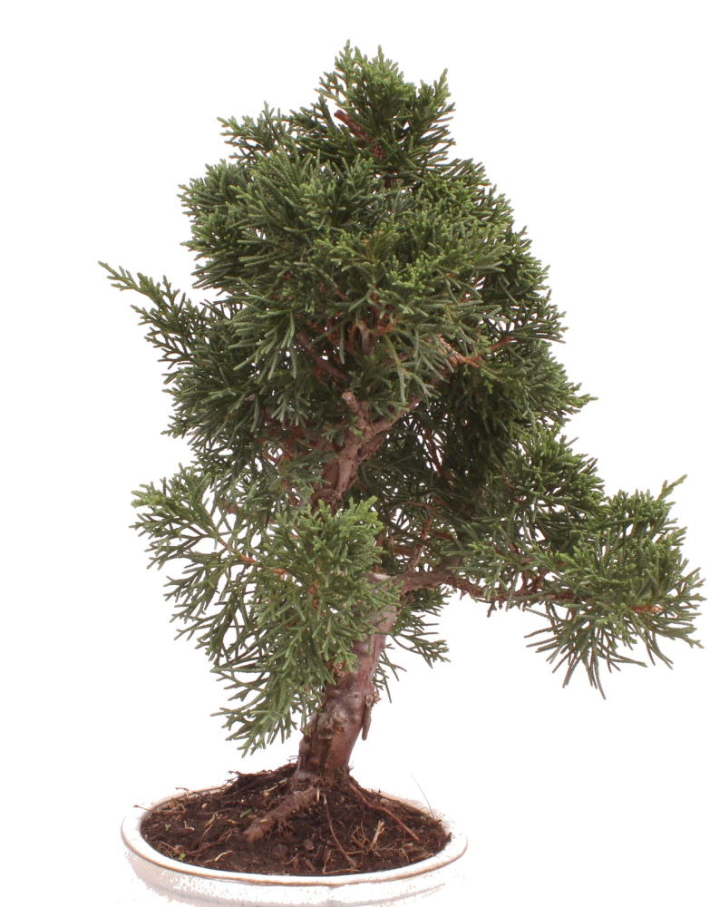 Preview: Bonsai - Juniperus chinensis 'Kyushu', Chinesischer Wacholder 224/78