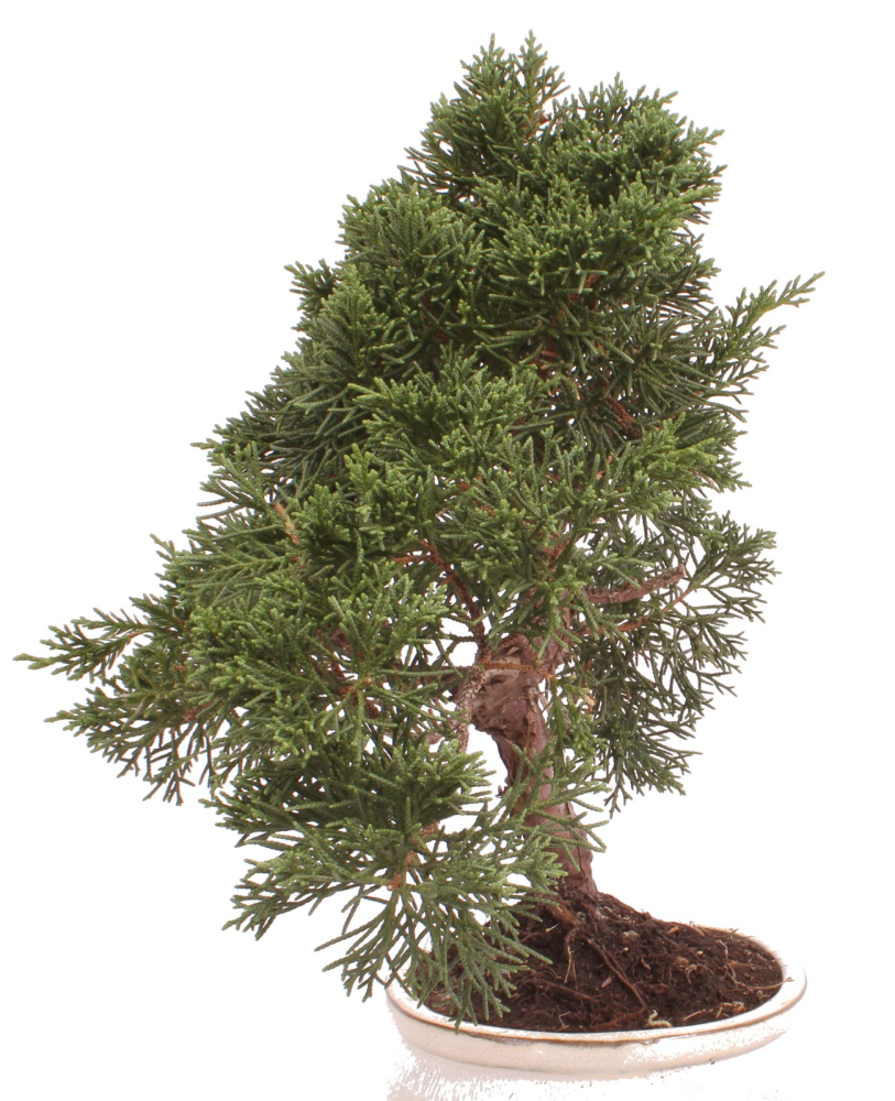 Preview: Bonsai - Juniperus chinensis 'Kyushu', Chinesischer Wacholder 224/78