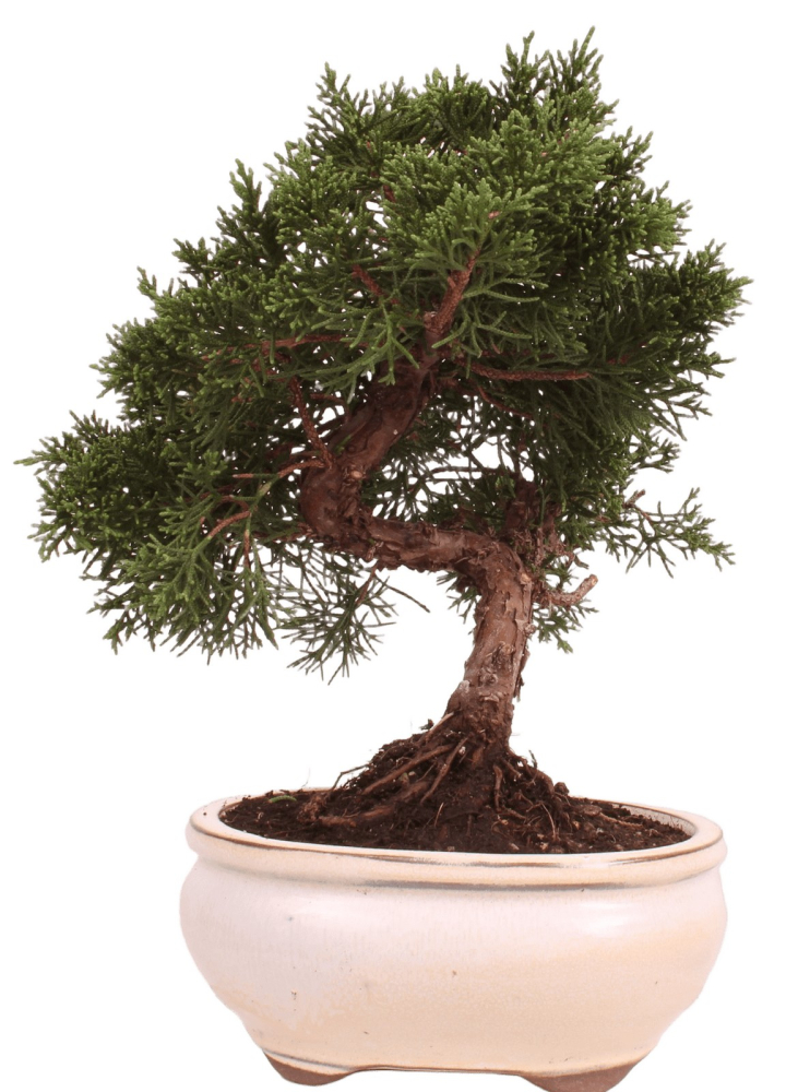 Bonsai - Juniperus chinensis 'Kyushu', Chinesischer Wacholder 224/80