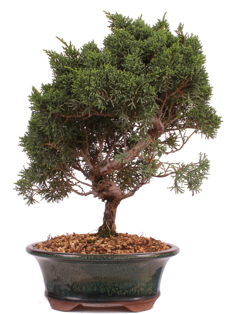 Bonsai - Juniperus chinensis 'Kyushu', Chinesischer Wacholder 224/82