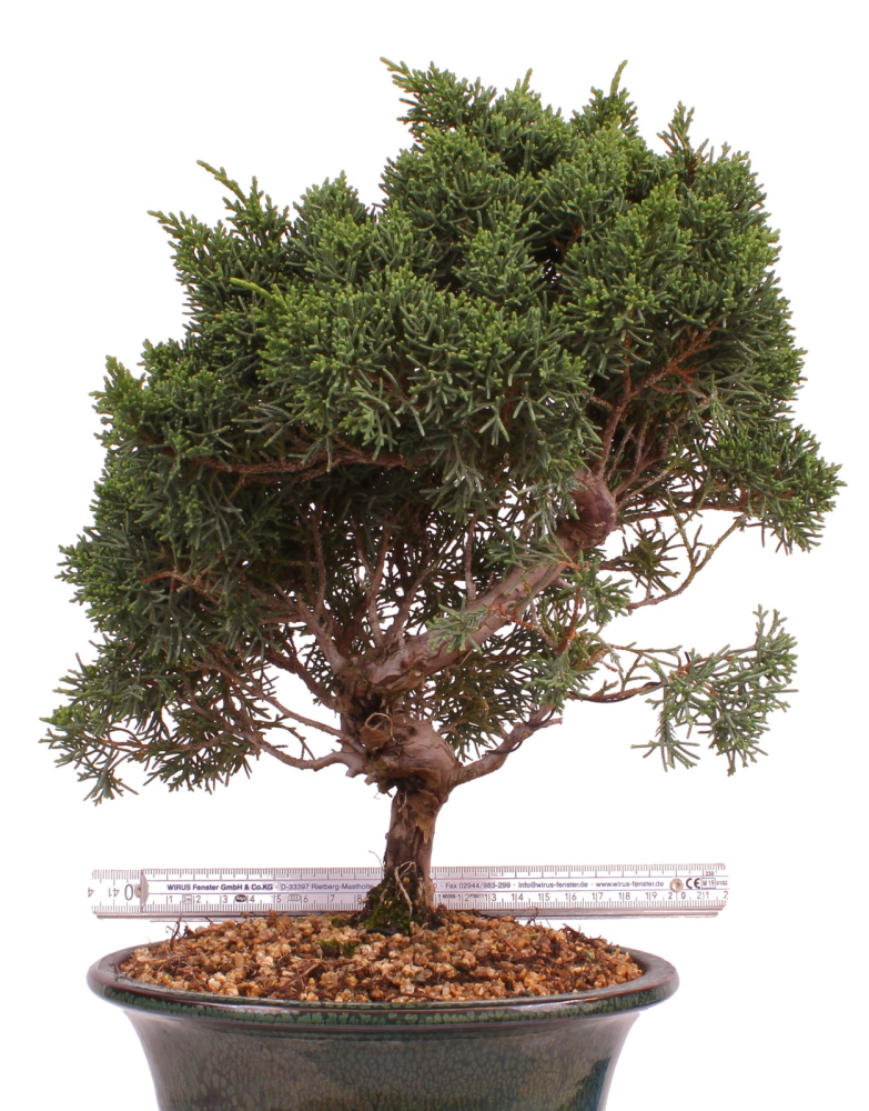 Preview: Bonsai - Juniperus chinensis 'Kyushu', Chinesischer Wacholder 224/82