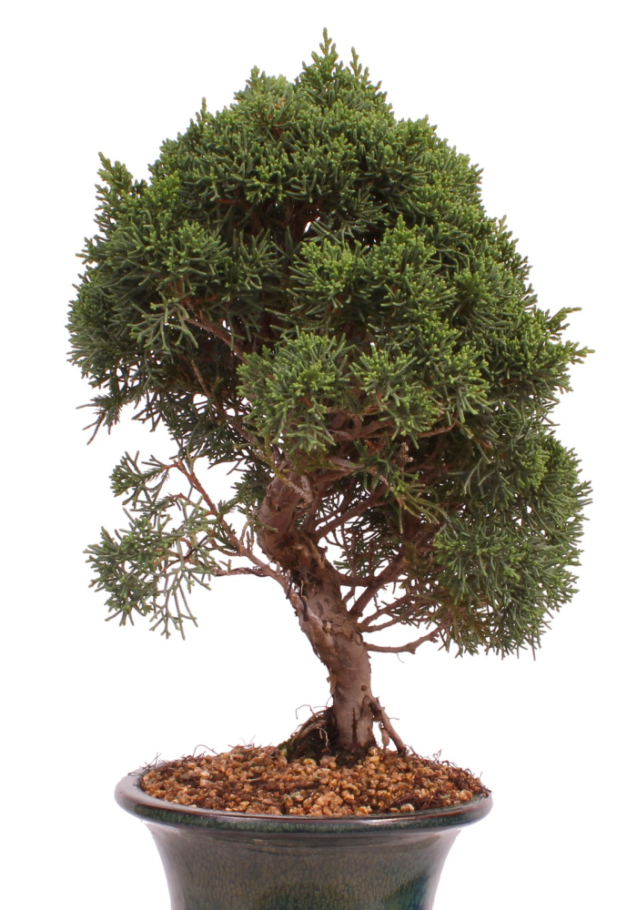Preview: Bonsai - Juniperus chinensis 'Kyushu', Chinesischer Wacholder 224/82