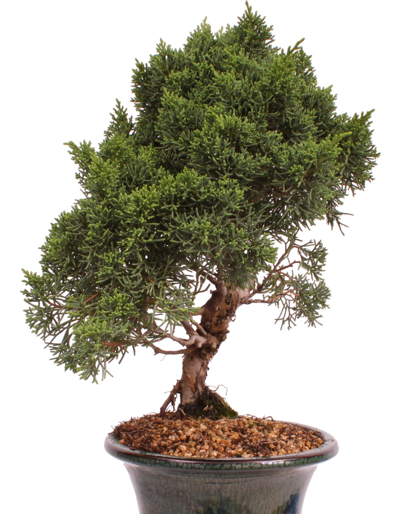 Bonsai - Juniperus chinensis 'Kyushu', Chinesischer Wacholder 224/82