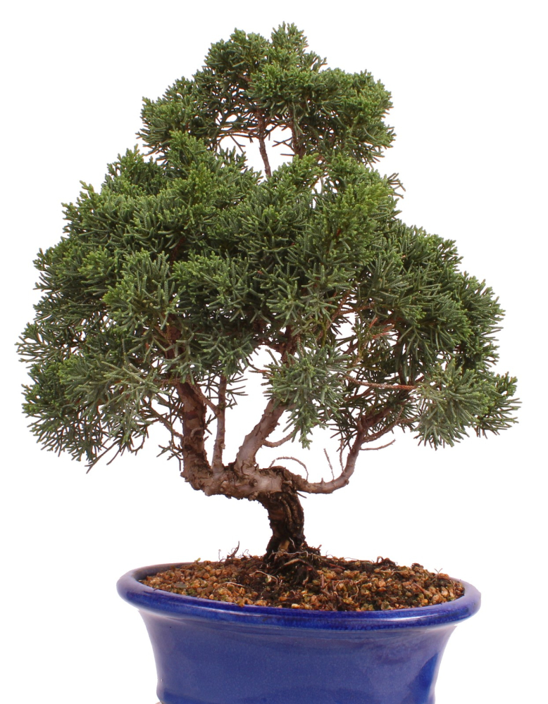 Preview: Bonsai - Juniperus chinensis 'Kyushu', Chinesischer Wacholder 224/85