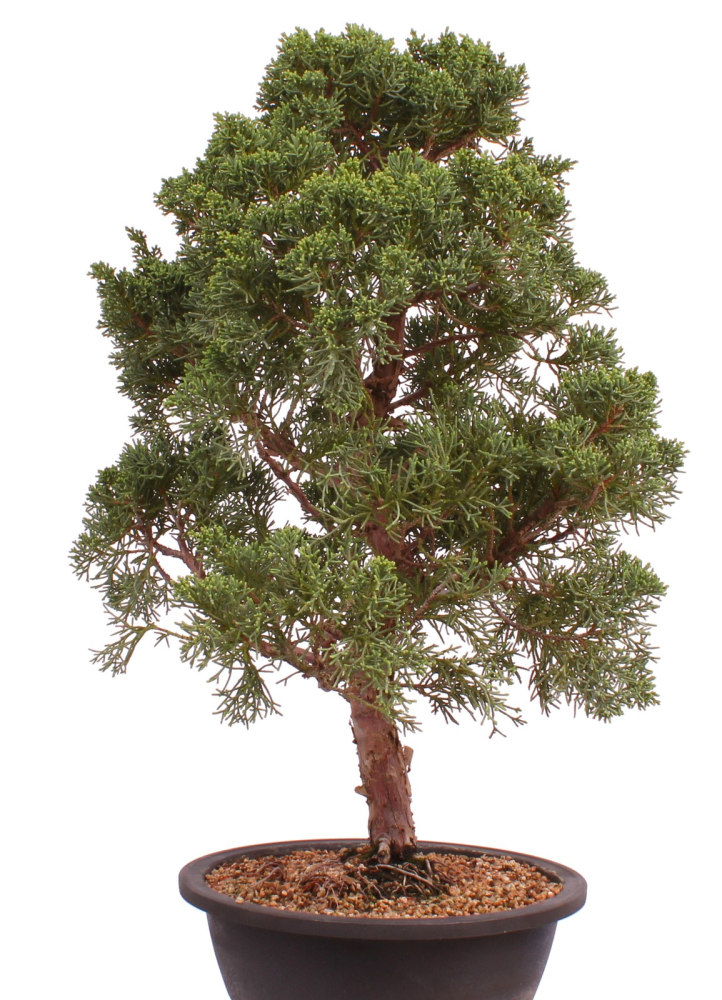Preview: Bonsai - Juniperus chinensis 'Kyushu', Chinesischer Wacholder 224/86