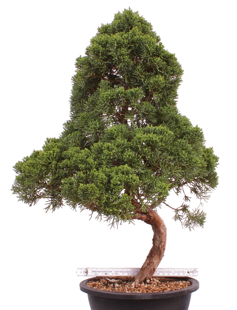 Preview: Bonsai - Juniperus chinensis 'Kyushu', Chinesischer Wacholder 224/87