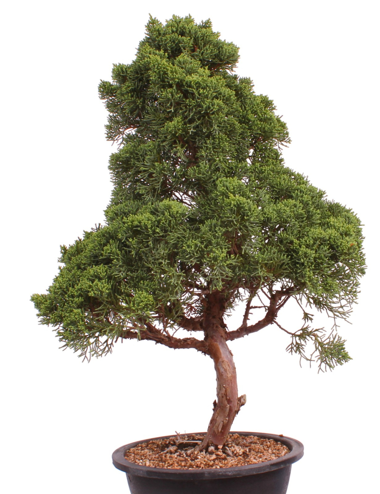 Preview: Bonsai - Juniperus chinensis 'Kyushu', Chinesischer Wacholder 224/87