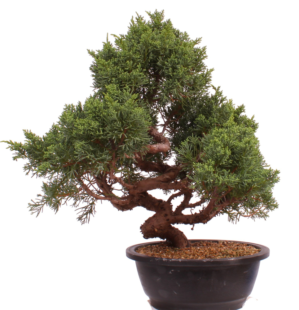 Bonsai - Juniperus chinensis 'Kyushu', Chinesischer Wacholder 224/88