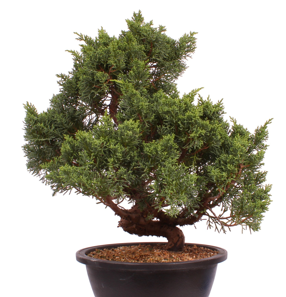 Preview: Bonsai - Juniperus chinensis 'Kyushu', Chinesischer Wacholder 224/88
