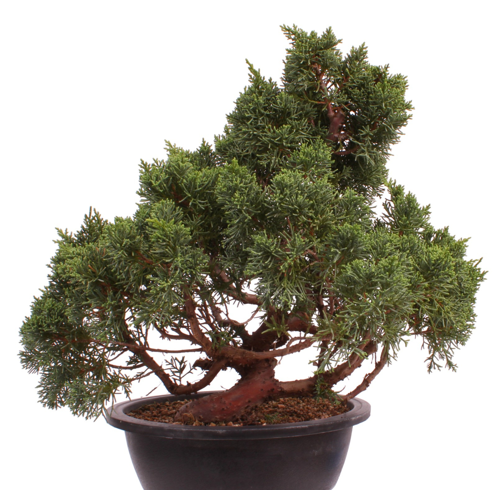 Preview: Bonsai - Juniperus chinensis 'Kyushu', Chinesischer Wacholder 224/89