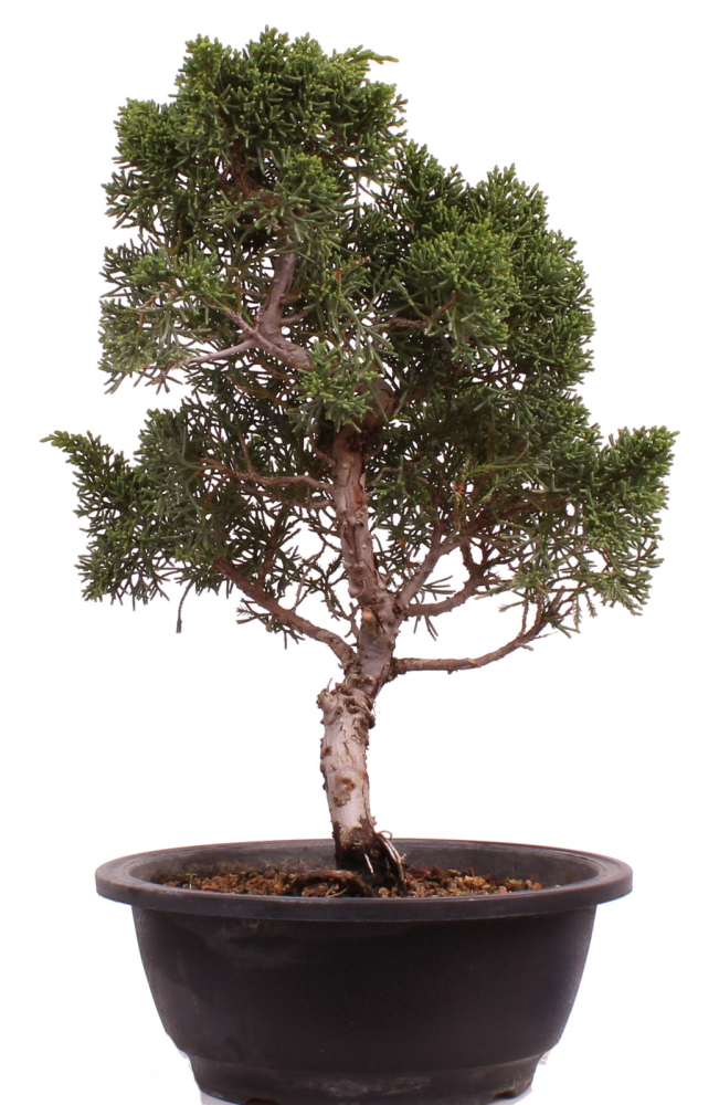 Bonsai - Juniperus chinensis 'Kyushu', Chinesischer Wacholder 224/90