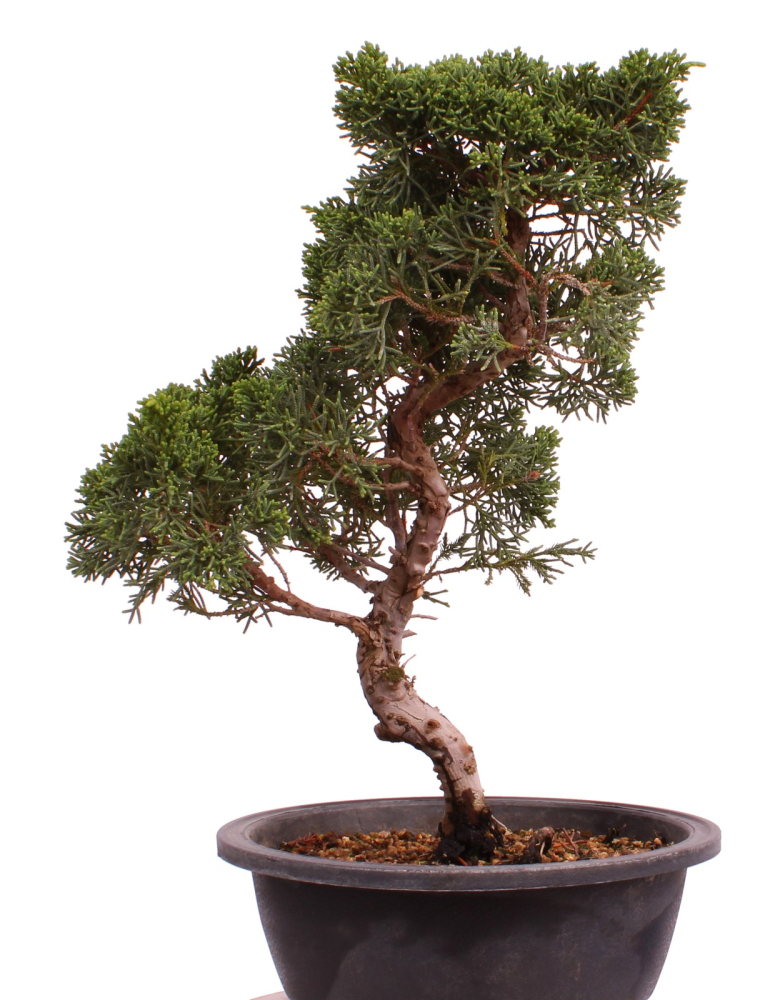 Bonsai - Juniperus chinensis 'Kyushu', Chinesischer Wacholder 224/90