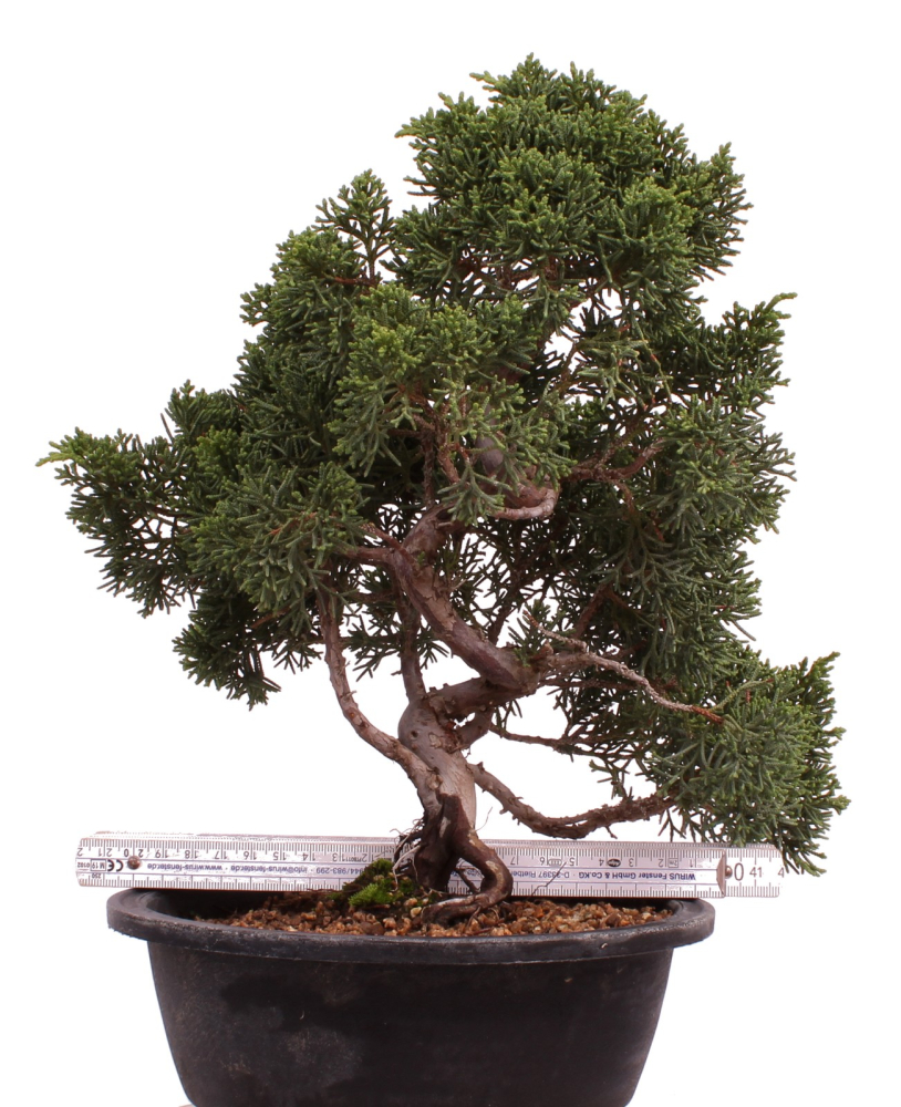 Preview: Bonsai - Juniperus chinensis 'Kyushu', Chinesischer Wacholder 224/91